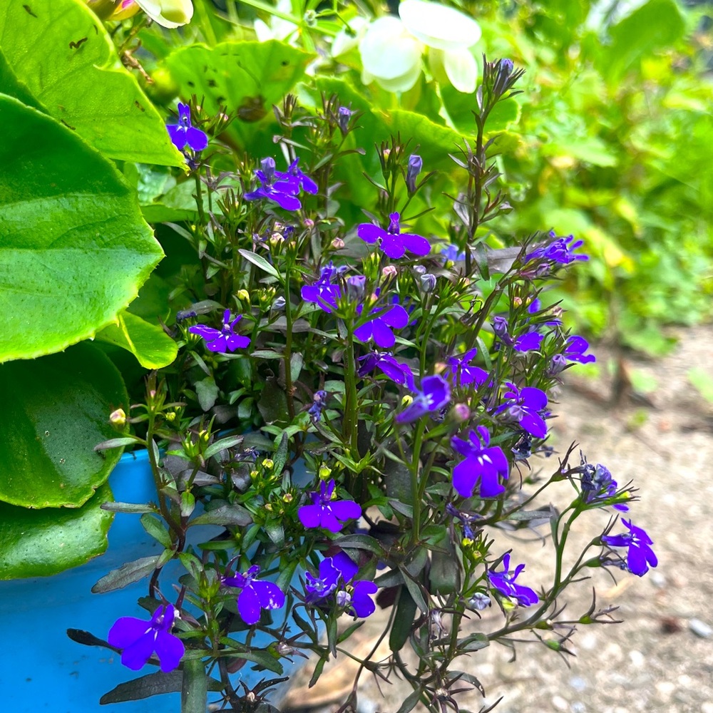 Meet your Posher, Vale